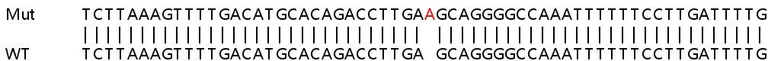 Sanger Sequencing - Human FAM49B knockout HeLa cell lysate (AB258868)