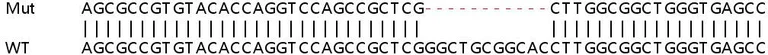 Sanger Sequencing - Human FAM65A knockout HeLa cell line (AB265944)