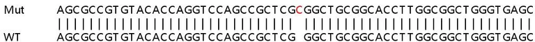 Sanger Sequencing - Human FAM65A knockout HeLa cell line (AB265944)