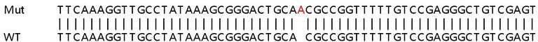 Sanger Sequencing - Human FAM83D knockout HEK-293T cell line (AB266371)