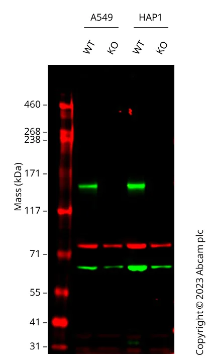 Western blot - Human FANCA knockout A549 cell line (AB287410)