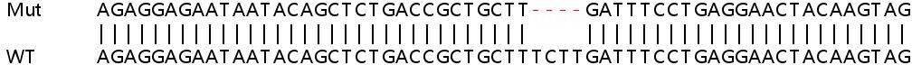 Sanger Sequencing - Human FANCD2 knockout HeLa cell line (AB261743), expandable thumbnail
