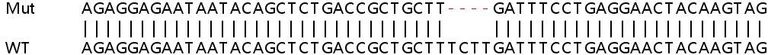 Sanger Sequencing - Human FANCD2 knockout HeLa cell line (AB261743)