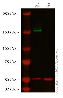 Western blot - Human FANCD2 knockout HeLa cell lysate (AB257173)