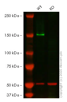 Western blot - Human FANCD2 knockout HeLa cell lysate (AB257173)