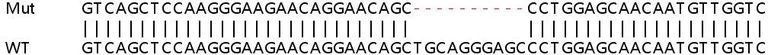 Sanger Sequencing - Human FANCG knockout HEK-293T cell lysate (AB258870)