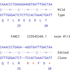 Next Generation Sequencing - Human FANCI knockout HEK-293 cell line (AB273707)
