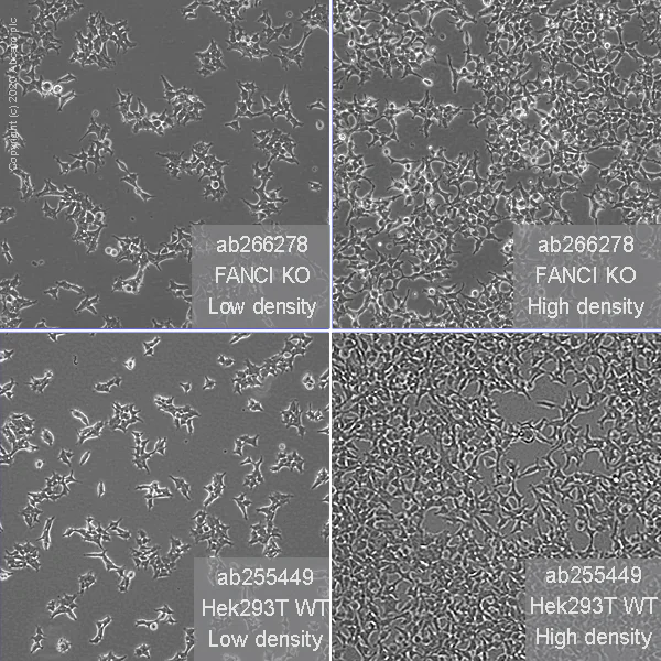 Cell Culture - Human FANCI knockout HEK-293T cell line (AB266278)