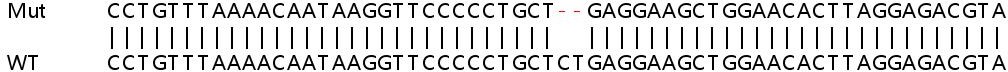 Sanger Sequencing - Human FANCI knockout HEK-293T cell lysate (AB257434), expandable thumbnail