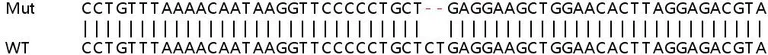 Sanger Sequencing - Human FANCI knockout HEK-293T cell lysate (AB257434)