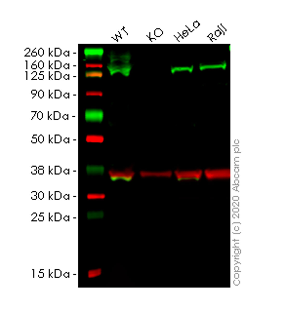 Western blot - Human FANCI knockout HEK-293T cell lysate (AB257434), expandable thumbnail