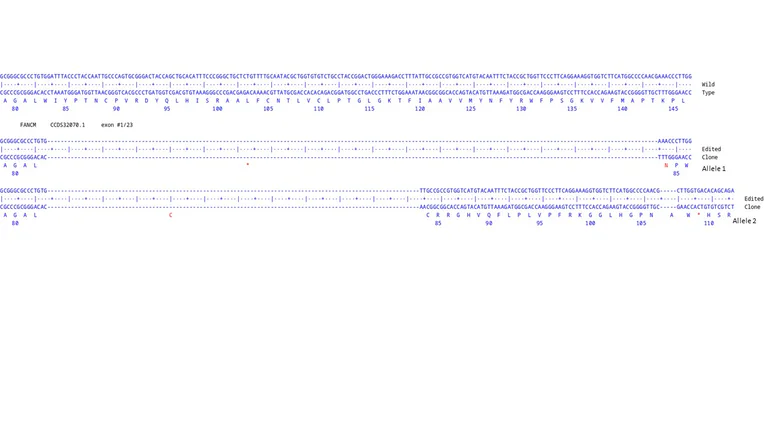 Next Generation Sequencing - Human FANCM knockout A549 cell line (AB326031)