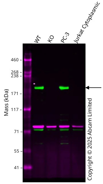 Western blot - Human FANCM knockout A549 cell line (AB326031)