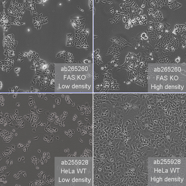 Human FAS knockout HeLa cell line (AB265260) Abcam