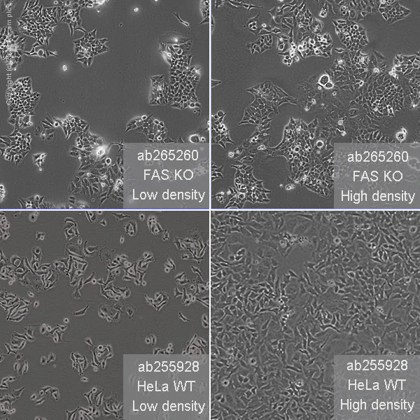 Cell Culture - Human FAS knockout HeLa cell line (AB265260)