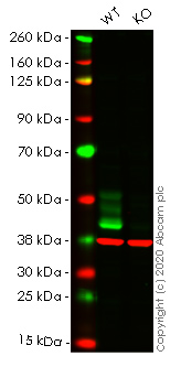 Human FAS knockout HeLa cell line