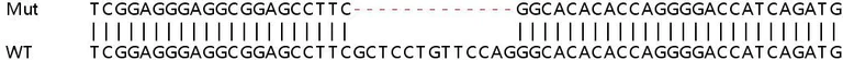 Sanger Sequencing - Human FASTK knockout HeLa cell line (AB265046)