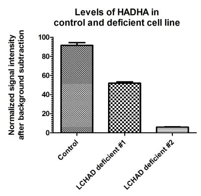 In-Cell ELISA - Human Fatty Acid Oxidation In-Cell ELISA Kit (AB118182)