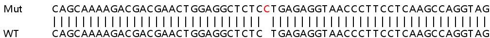 Sanger Sequencing - Human FBXW7 knockout HEK-293T cell line (AB265070), expandable thumbnail