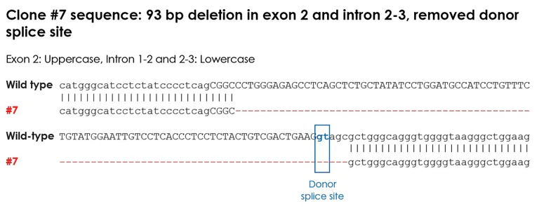Sanger Sequencing - Human Fcer1g knockout THP-1 cell line (AB288699)