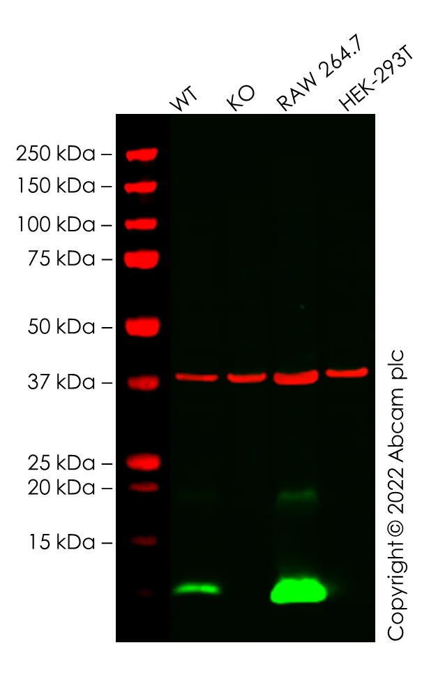 Western blot - Human Fcer1g knockout THP-1 cell line (AB288699)