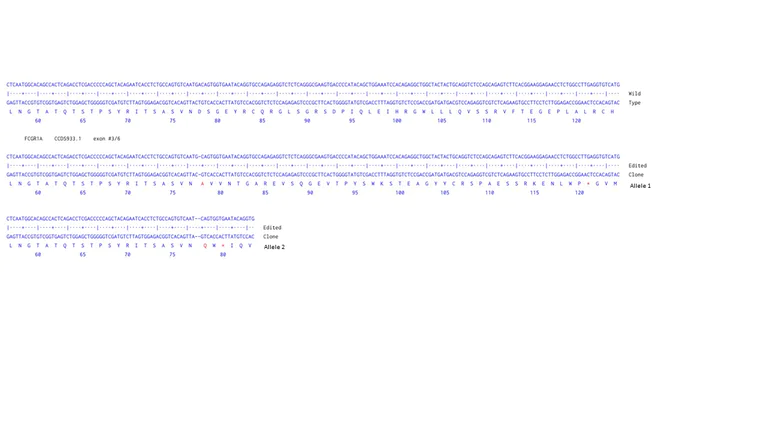 Next Generation Sequencing - Human FCGR1A knockout THP-1 cell line (AB275843)