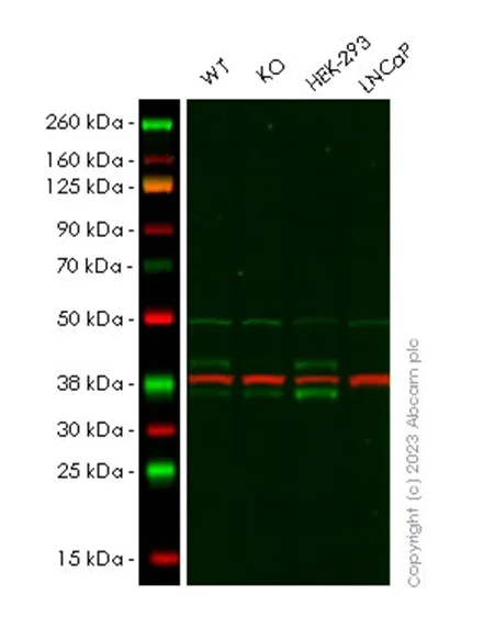 Western blot - Human FCGRT (FCRN) knockout HEK-293T cell line (AB265075)