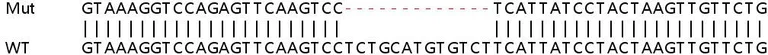 Sanger Sequencing - Human FER knockout HeLa cell line (AB265226)