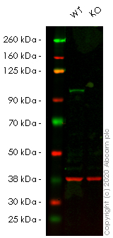 Western blot - Human FER knockout HeLa cell lysate (AB257950)