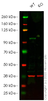 Western blot - Human FER knockout HeLa cell lysate (AB257950)