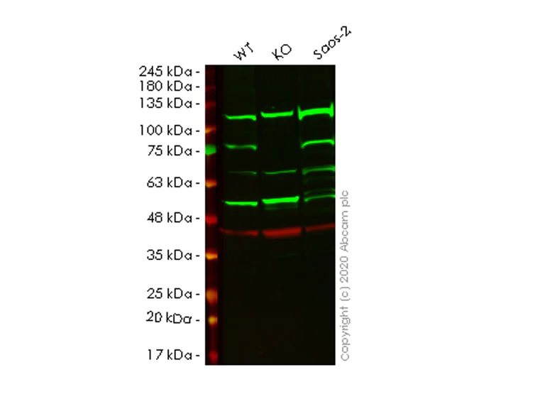 Western blot - Human FERMT2 (Kindlin 2) knockout HeLa cell line (AB265247)