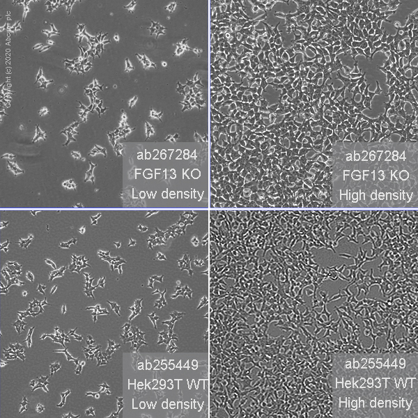 Human FGF13 knockout HEK-293T cell line