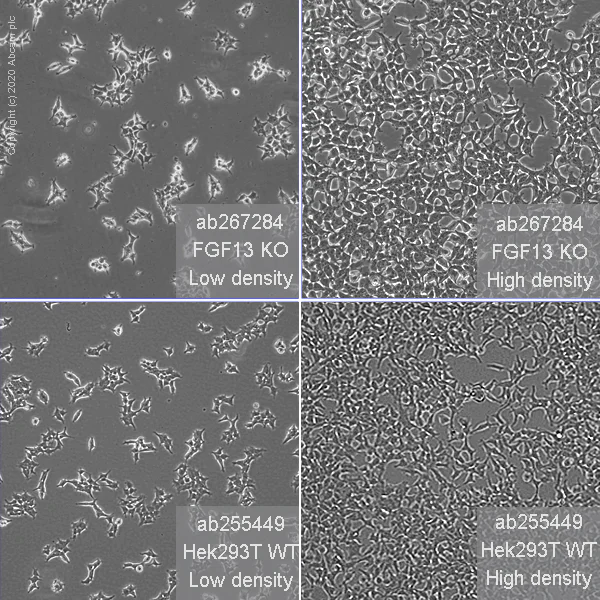 Cell Culture - Human FGF13 knockout HEK-293T cell line (AB267284)