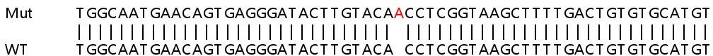 Sanger Sequencing - Human FGF13 knockout HEK-293T cell line (AB267284)