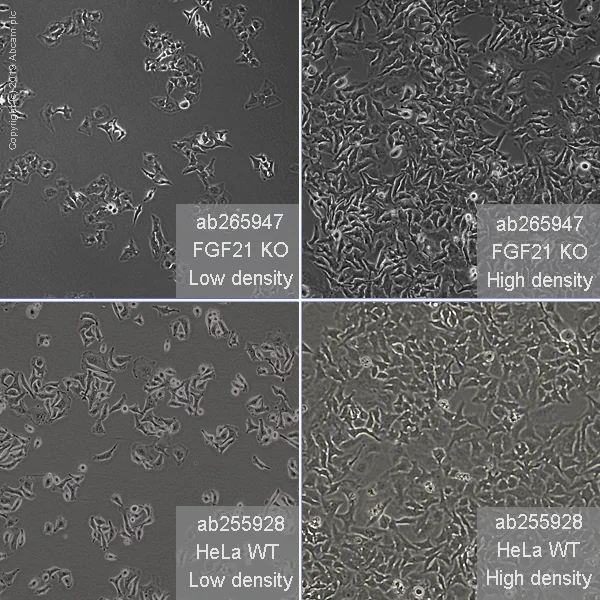 Cell Culture - Human FGF21 knockout HeLa cell line (AB265974)