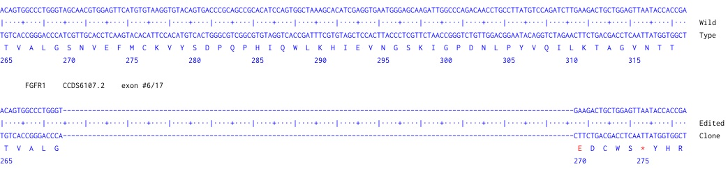 Next Generation Sequencing - Human FGFR1 knockout U-87 MG cell line (AB306662), expandable thumbnail