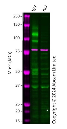 Western blot - Human FGFR1 knockout U-87 MG cell line (AB306662), expandable thumbnail