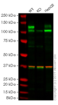 Western blot - Human FGFR3 knockout HEK-293 cell line (AB259775), expandable thumbnail