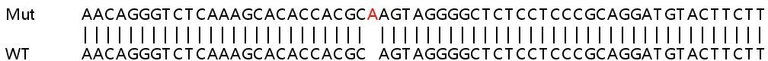 Sanger Sequencing - Human FHL2 knockout HeLa cell line (AB265475)