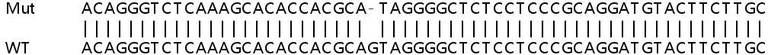 Sanger Sequencing - Human FHL2 knockout HeLa cell line (AB265475)