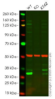 Western blot - Human FHL2 knockout HeLa cell lysate (AB257441), expandable thumbnail
