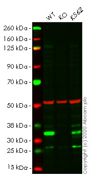 Western blot - Human FHL2 knockout HeLa cell lysate (AB257441), expandable thumbnail