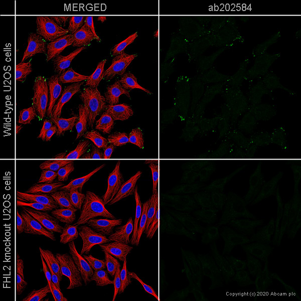 Immunocytochemistry/ Immunofluorescence - Human FHL2 knockout U-2 OS cell line (AB262496), expandable thumbnail