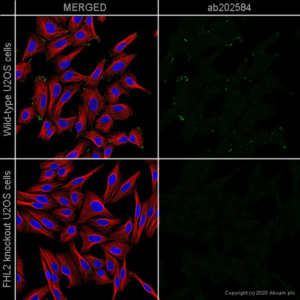 Immunocytochemistry/ Immunofluorescence - Human FHL2 knockout U-2 OS cell line (AB262496)
