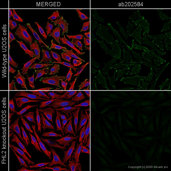 Immunocytochemistry/ Immunofluorescence - Human FHL2 knockout U-2 OS cell line (AB262496), expandable thumbnail