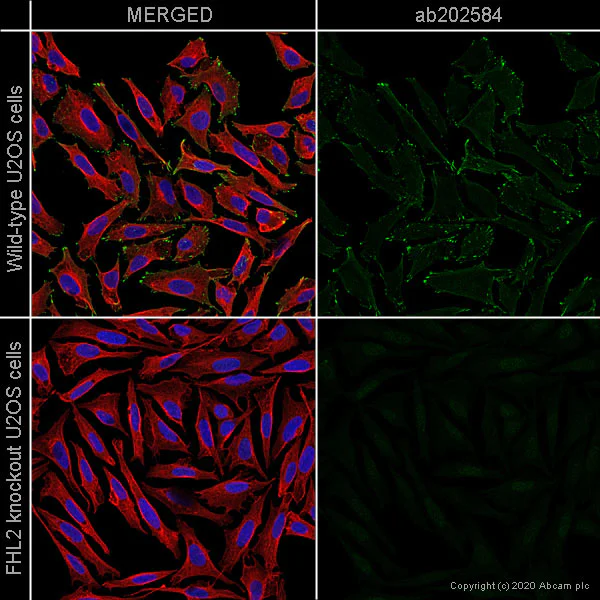 Immunocytochemistry/ Immunofluorescence - Human FHL2 knockout U-2 OS cell line (AB262496)