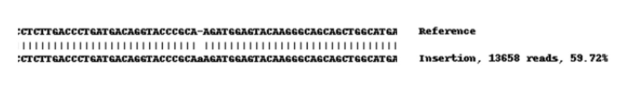 Next Generation Sequencing - Human FHL2 knockout U-2 OS cell line (AB262496), expandable thumbnail