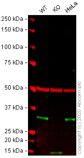 Western blot - Human FHL2 knockout U-2 OS cell line (AB262496), expandable thumbnail