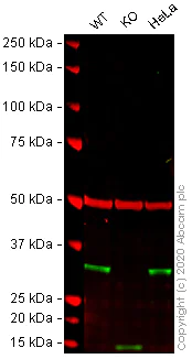 Western blot - Human FHL2 knockout U-2 OS cell line (AB262496)