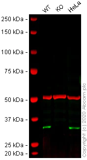 Western blot - Human FHL2 knockout U-2 OS cell lysate (AB263928)